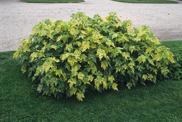 ابوتیلون گل گاوپنبه‌ای